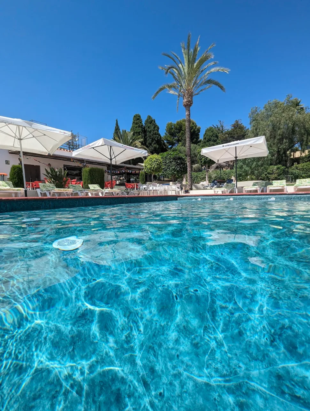 piscina con palmeras